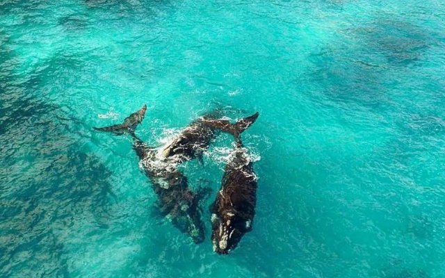 things-to-do-on-eyre-peninsula