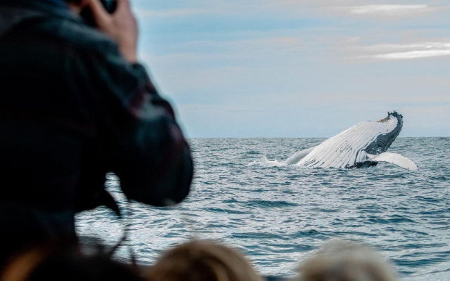 australias-best-whale-tours