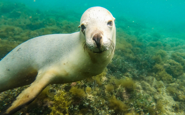 things-to-do-on-eyre-peninsula