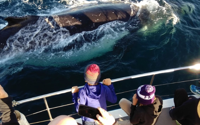 australias-best-whale-tours