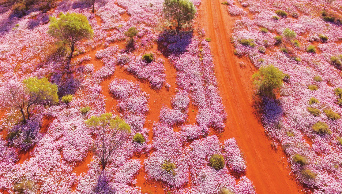 Best Spring Blooms in Australia