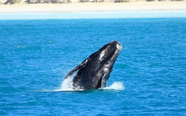 things-to-do-on-eyre-peninsula