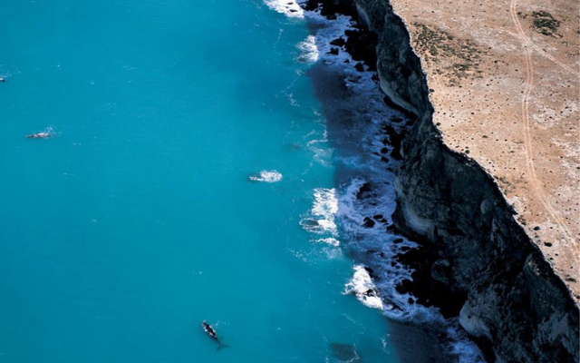 austtralias-best-whale-tours