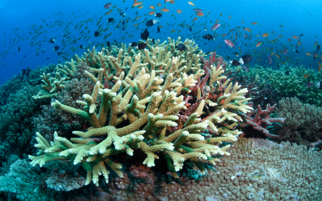 only-in-australia-great-barrier-reef