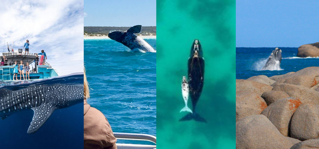 australias-best-whale-tours