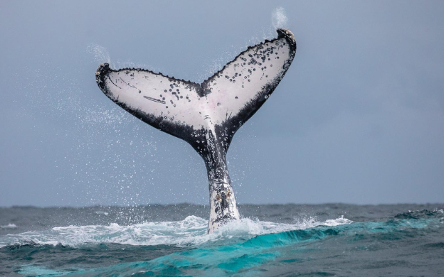 the-best-spring-festivals-in-australia