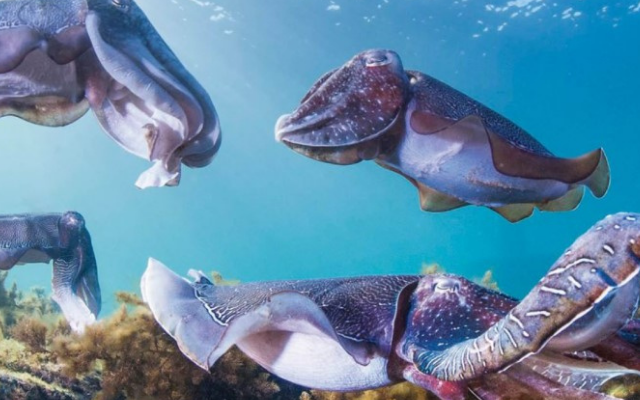 things-to-do-on-eyre-peninsula