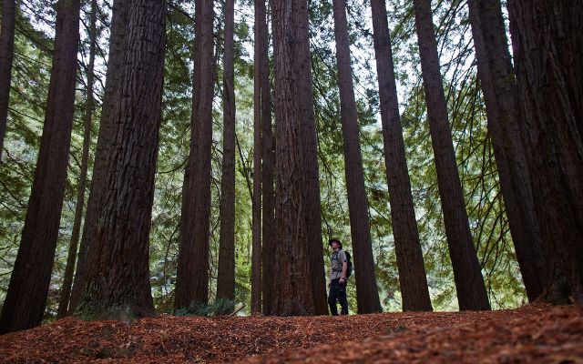 great-ocean-road-guide-otways-redwood-forest
