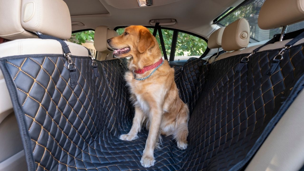 A dog sitting in the car back seat