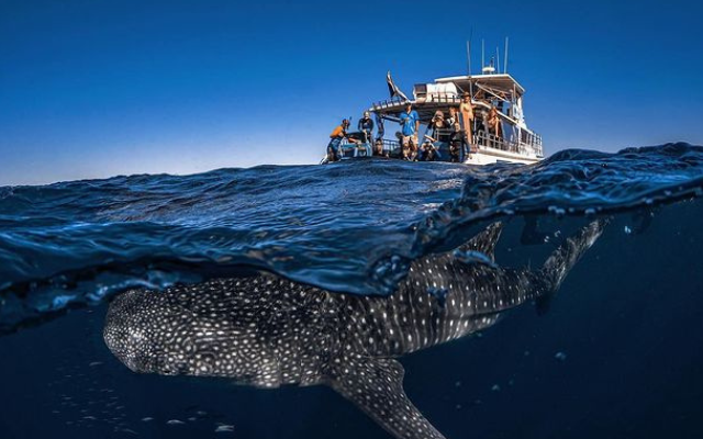 australias-best-whale-tours